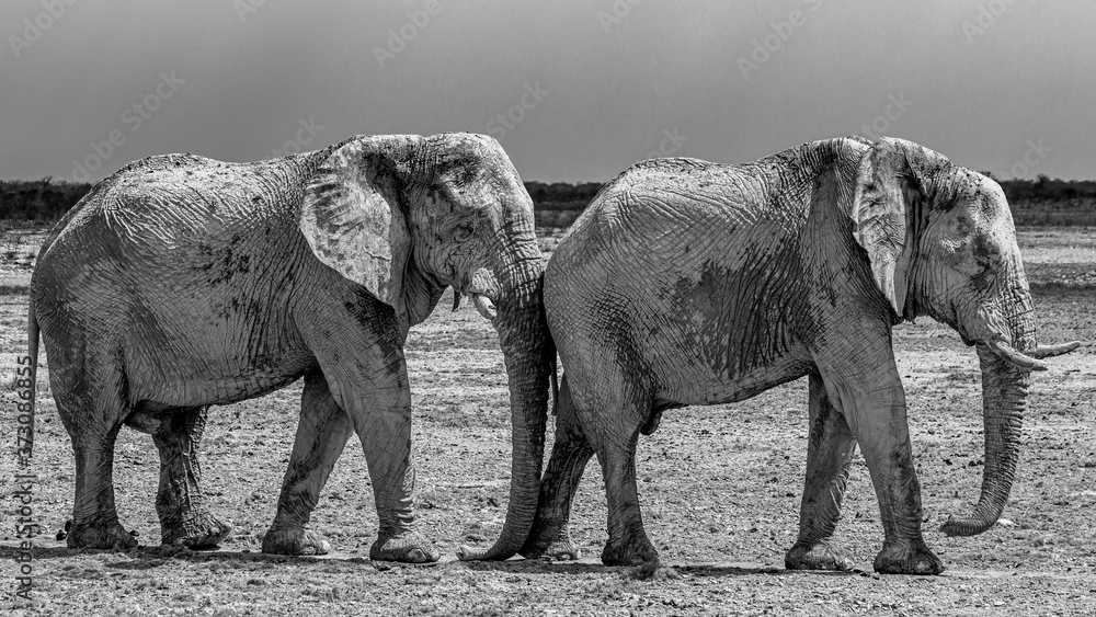 Elephant walking in the african wilderness