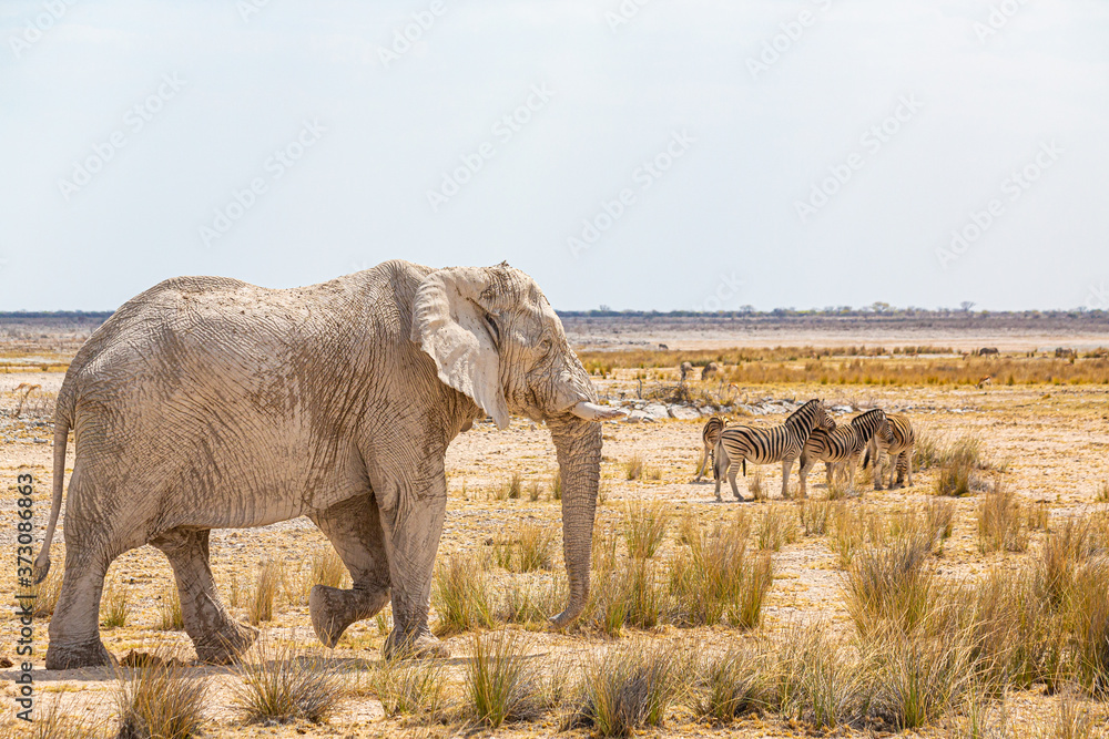 Obraz premium Elephant walking in the african wilderness