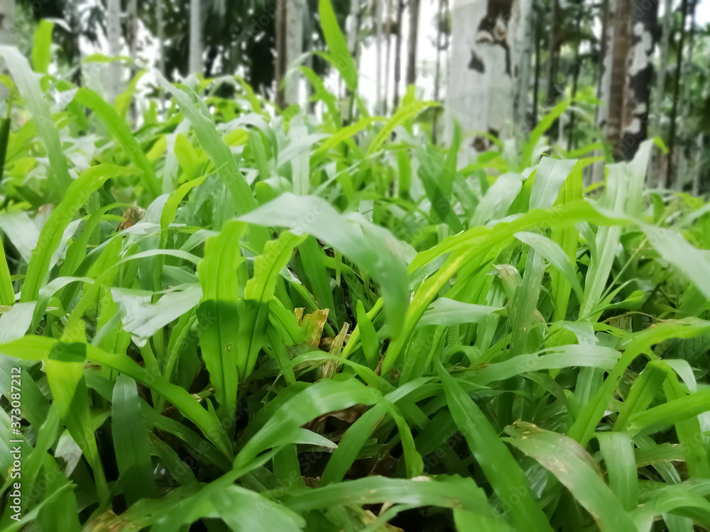 Obraz premium Green grass in a blur background