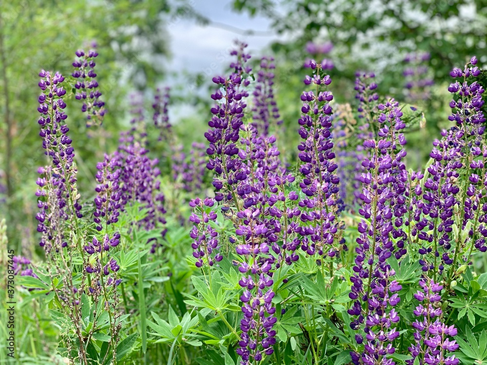 lavender flowers in the garden lavender flowers in the garden