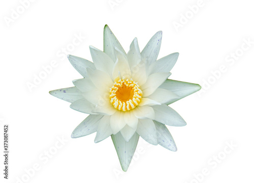 White lotus flower on background