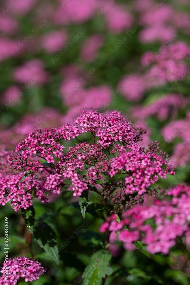 Obraz premium Small pink flowers on a background of green shoots