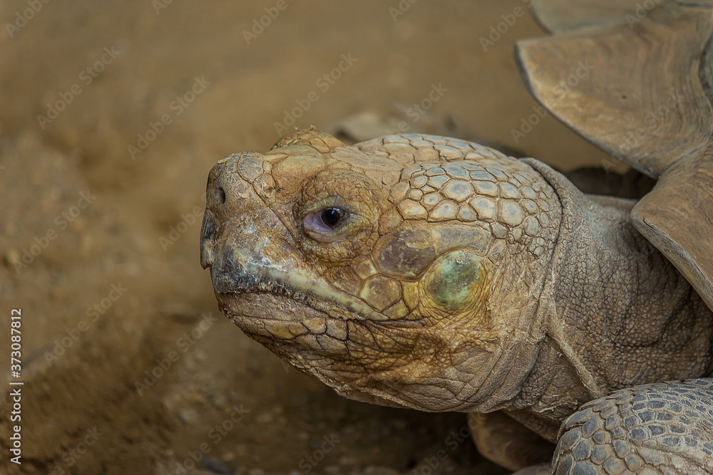 The desert tortoise (Gopherus agassizii). Gopherus agassizii is distributed in western Arizona, southeastern California, southern Nevada, and southwestern Utah. The desert tortoise lives to 80 years The desert tortoise (Gopherus agassizii). Gopherus agassizii is distributed in western Arizona, southeastern California, southern Nevada, and southwestern Utah. The desert tortoise lives to 80 years