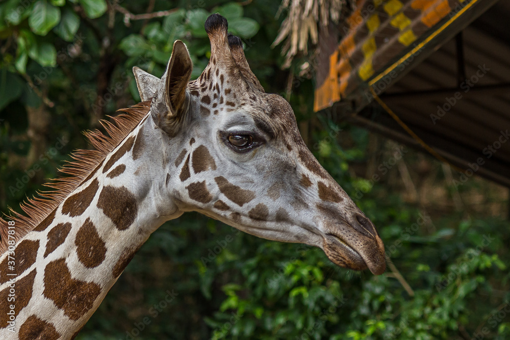 The Angolan giraffe (Giraffa giraffa angolensis), also known as the Namibian giraffe, is a subspecies of giraffe that is found in northern Namibia, south-western Zambia, Botswana and Zimbabwe. The Angolan giraffe (Giraffa giraffa angolensis), also known as the Namibian giraffe, is a subspecies of giraffe that is found in northern Namibia, south-western Zambia, Botswana and Zimbabwe.