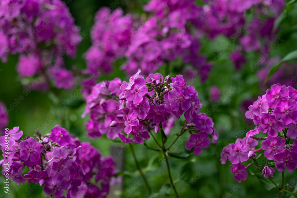 Pink phlox flowers on a background of green shoots Pink phlox flowers on a background of green shoots