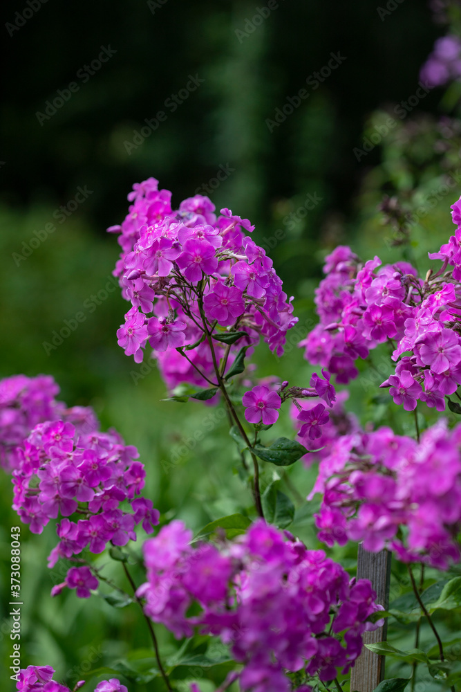 Pink phlox flowers on a background of green shoots