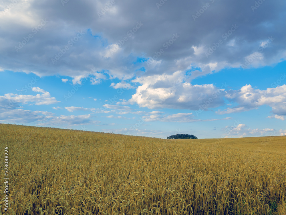 ripening ears of wheat on a wheat field