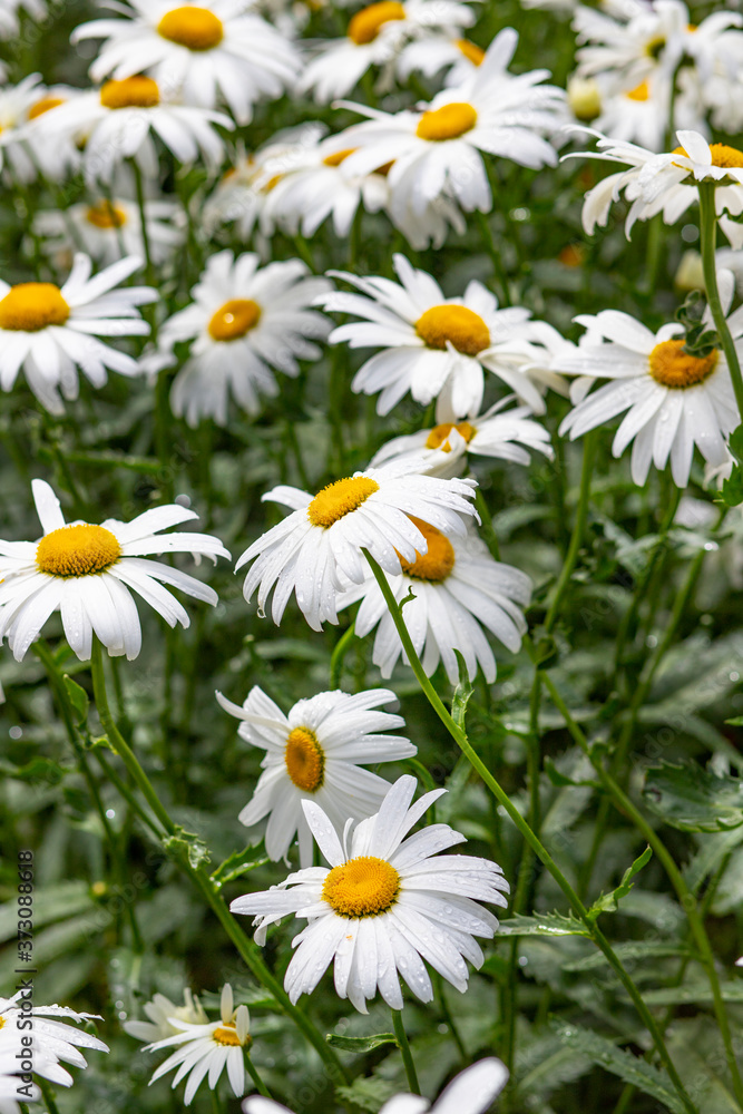 Fototapeta premium Texture of large garden chamomile on a green background. Camomile field.