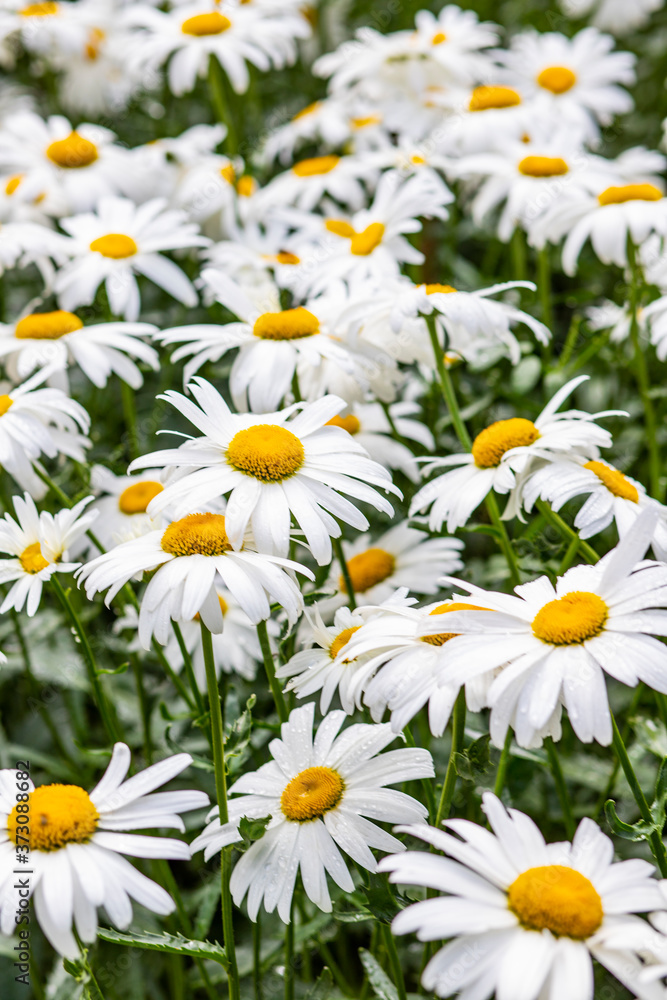 Texture of large garden chamomile on a green background. Camomile field. Texture of large garden chamomile on a green background. Camomile field.