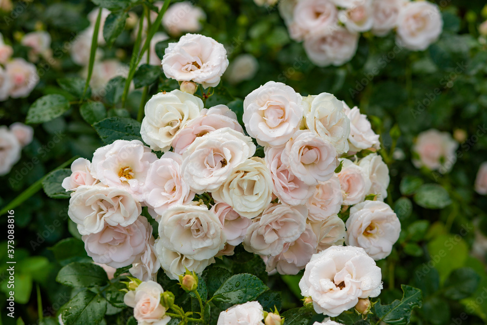 Bouquet of light pink tea roses on a green background Bouquet of light pink tea roses on a green background