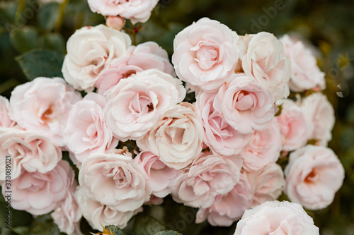 Bouquet of light pink tea roses on a green background