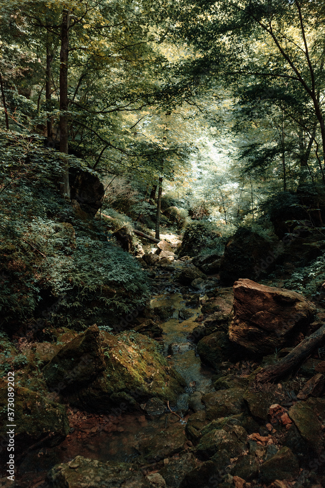 forest trees. nature green wood sunlight backgrounds. forest trees. nature green wood sunlight backgrounds.