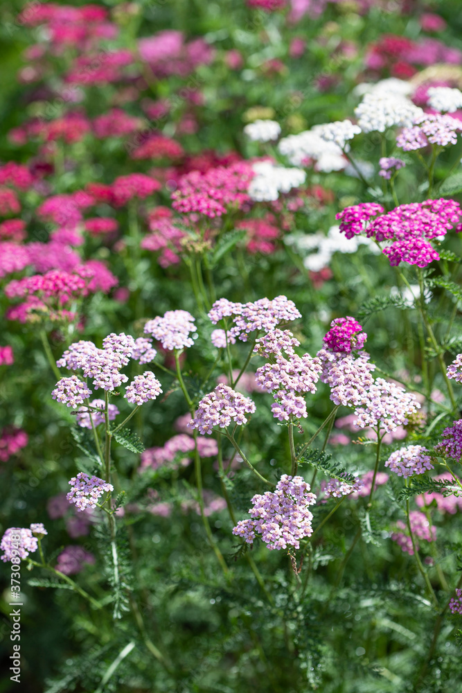 Pink, white and red flowers of yarrow on a background of green shoots Pink, white and red flowers of yarrow on a background of green shoots