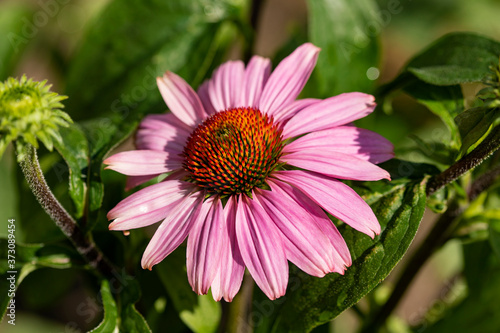 Large pink garden daisies on a green background