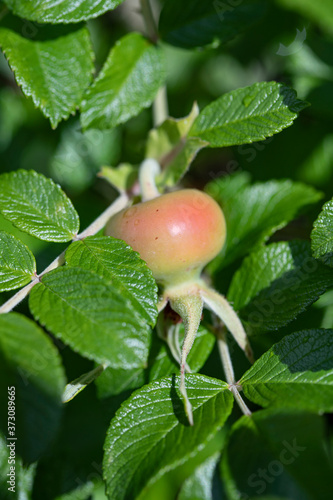 Ripening rose hips with pink sides on a background of leaves