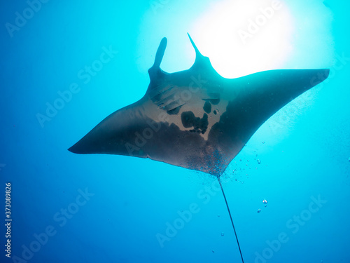 Oceanic manta ray swimming in the blue (Mergui, Myanmar)