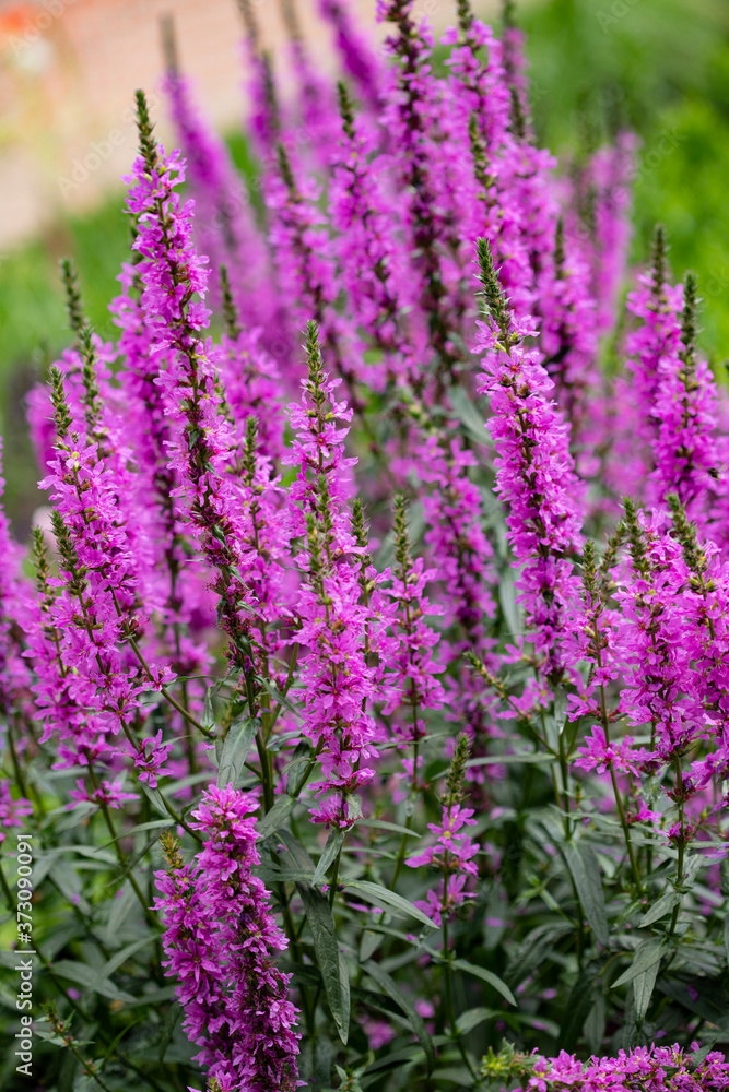 Obraz premium Garden pink flowers oblong shape on green background