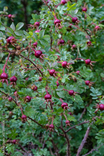 Red berries of ripe rose hips on a background of green leaves
