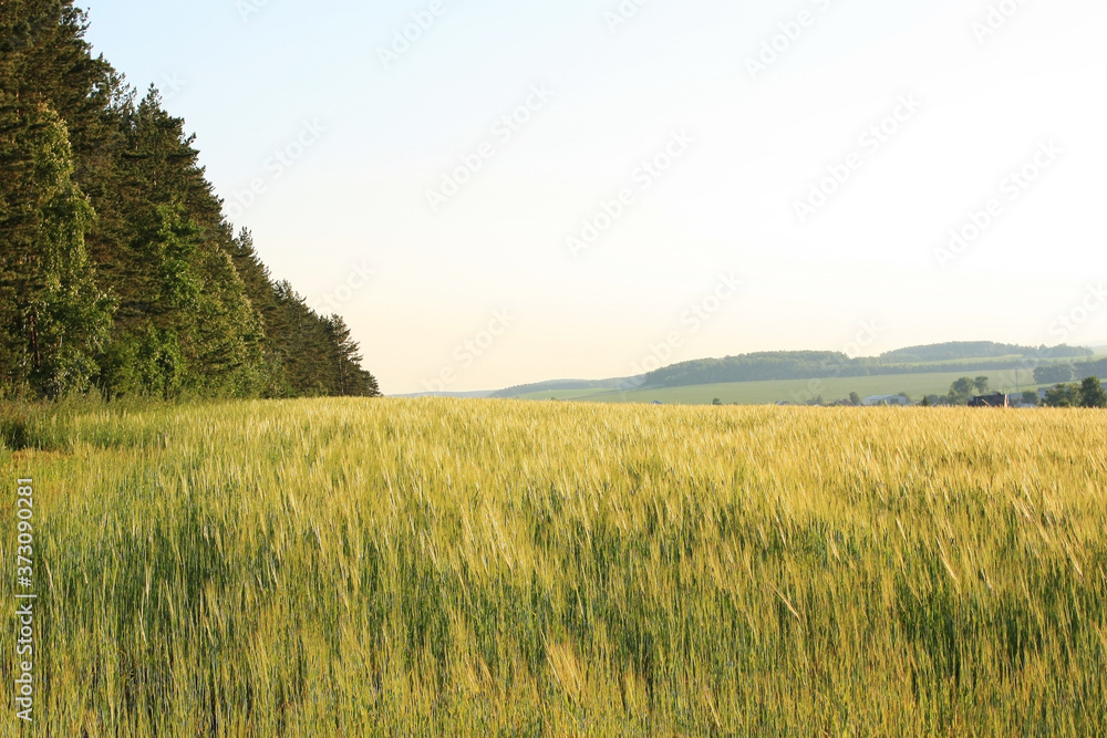Golden ears of wheat in the field
