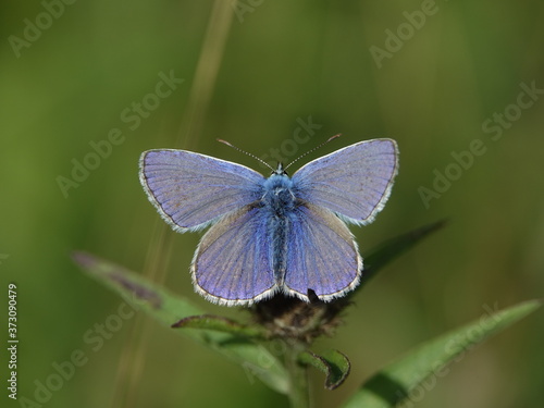 male common blue butterfly (Polyommatus icarus)