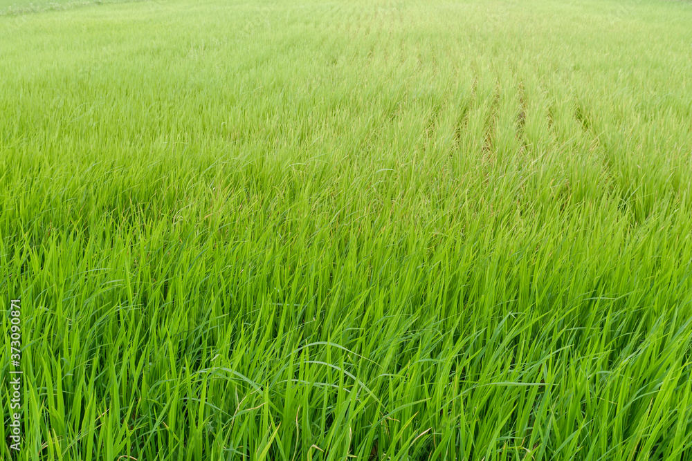 green rice fiald background or green leaves of wheat seedling farming in thailand