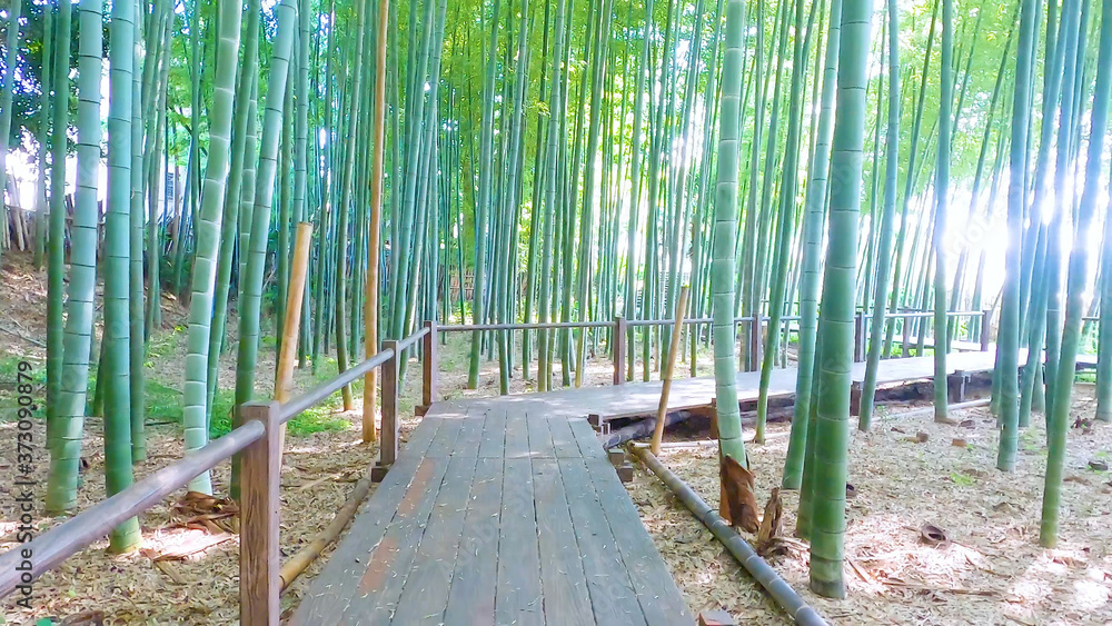 Obraz premium 竹林/Bamboo Forest in Japan