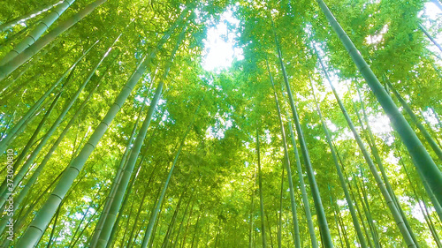        Bamboo Forest in Japan