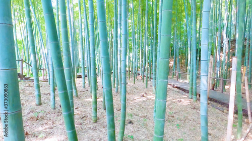竹林/Bamboo Forest in Japan
