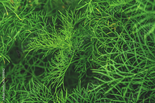 Background of thick and juicy green vegetation. Close up