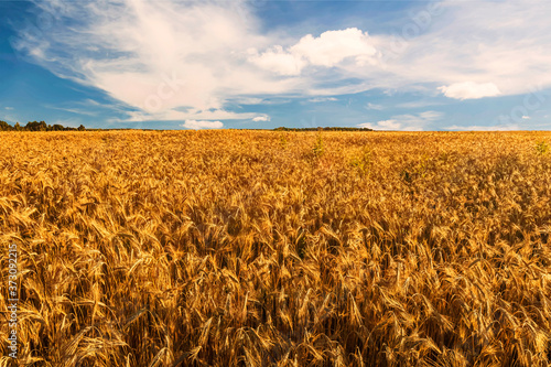 Scenic view at beautiful summer day in a wheaten shiny field with golden wheat and sun rays, deep blue cloudy sky and road, rows leading far away, valley landscape