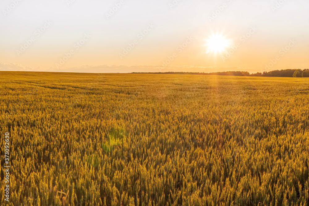 Scenic view at beautiful summer sunset in a wheaten shiny field with golden wheat and sun rays, deep bright cloudy sky witn sun glow , valley landscape