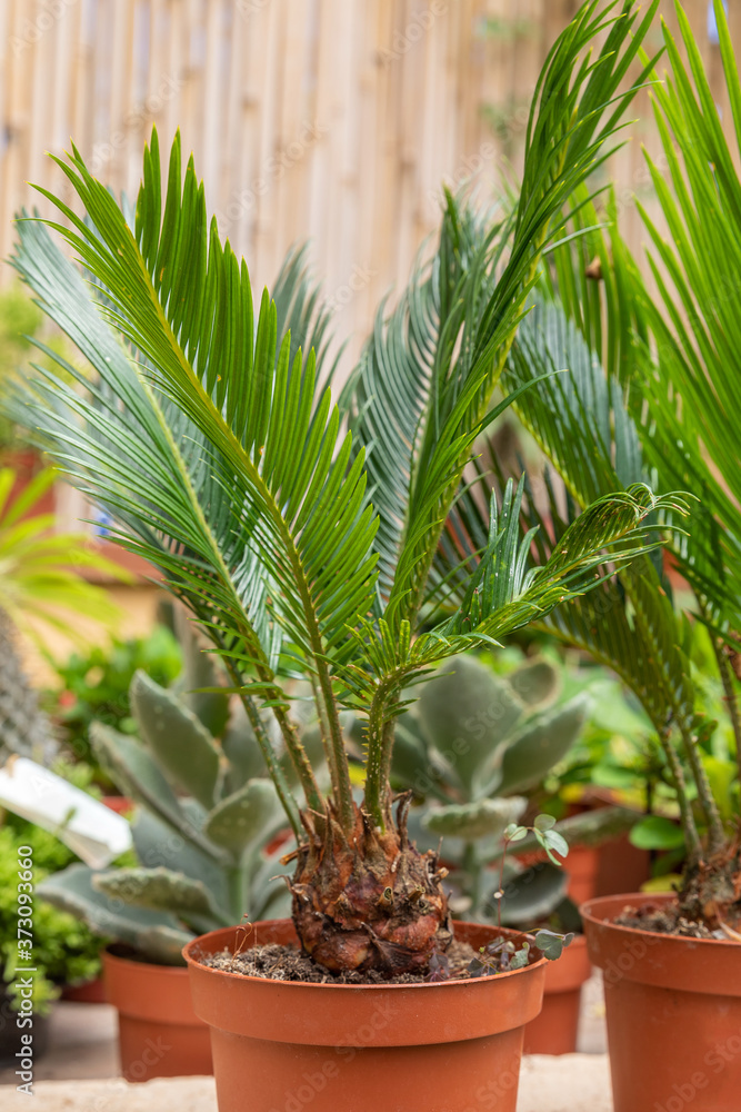 Young cycas palm