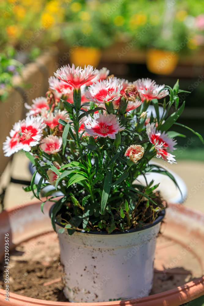Red carnations in pot