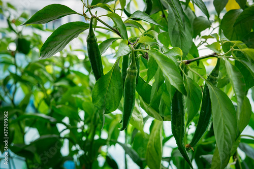 Green chili pepper plant on balcony garden in an apartment.