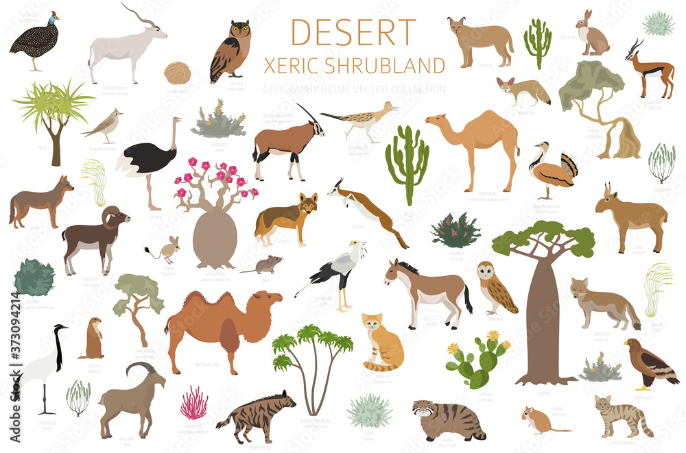 Desert biome, xeric shrubland natural region infographic. Terrestrial ecosystem world map. Animals, birds and vegetations design set