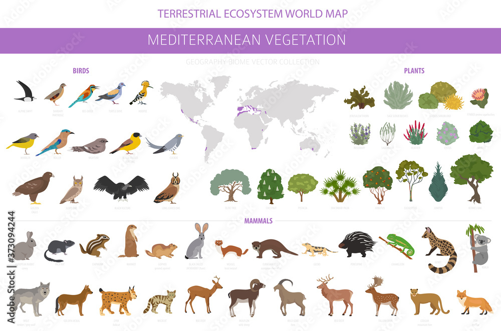 Mediterranean vegetation biome, natural region infographic. Terrestrial  ecosystem world map. Animals, birds and vegetations design set Stock Vector  | Adobe Stock
