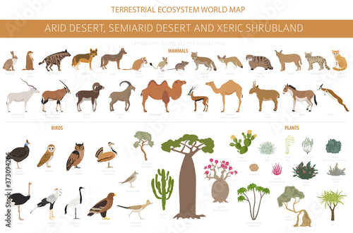 Desert biome, xeric shrubland natural region infographic. Terrestrial ecosystem world map. Animals, birds and vegetations design set