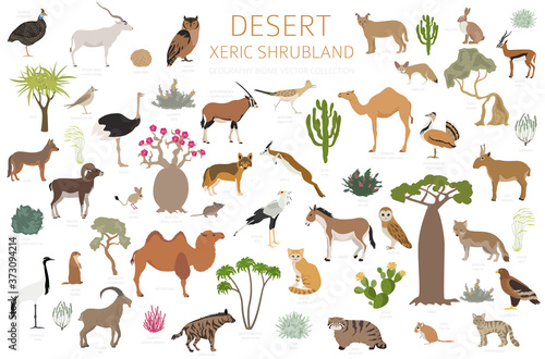 Desert biome, xeric shrubland natural region infographic. Terrestrial ecosystem world map. Animals, birds and vegetations design set photo