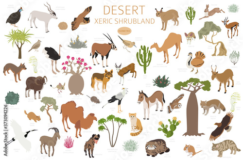 Desert biome, xeric shrubland biome, natural region infographic. Terrestrial ecosystem world map. Animals, birds and vegetations isometric design set photo