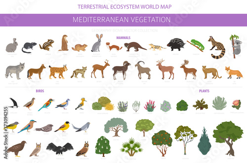 Mediterranean vegetation biome, natural region infographic. Terrestrial ecosystem world map. Animals, birds and vegetations design set