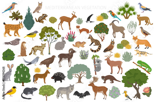 Mediterranean vegetation biome, natural region infographic. Terrestrial ecosystem world map. Animals, birds and vegetations design set