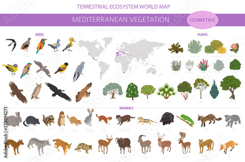 Mediterranean vegetation biome, natural region infographic. Terrestrial ecosystem world map. Animals, birds and vegetations isometric design set