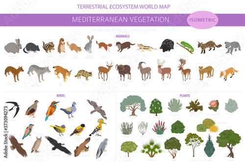 Mediterranean vegetation biome, natural region infographic. Terrestrial ecosystem world map. Animals, birds and vegetations isometric design set