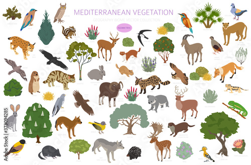 Mediterranean vegetation biome, natural region infographic. Terrestrial ecosystem world map. Animals, birds and vegetations isometric design set