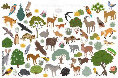 Mediterranean vegetation biome, natural region infographic. Terrestrial ecosystem world map. Animals, birds and vegetations isometric design set