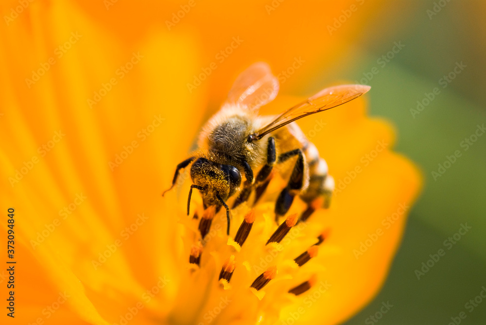Close-up cosmos flowers with the bee in the outdoor garden. Close-up cosmos flowers with the bee in the outdoor garden.
