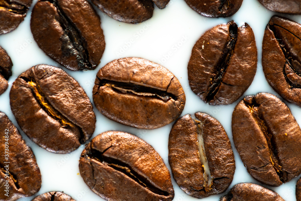 Obraz premium Roasted coffee beans on white milk background. Coffee beans in milk. Top view macro shot of arabica, robusta and iberica coffee seeds. 