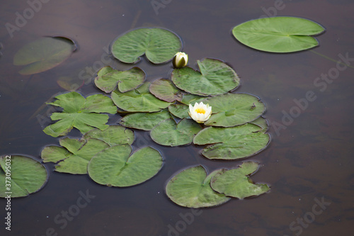 White water lilies and green leaves on the water surface.