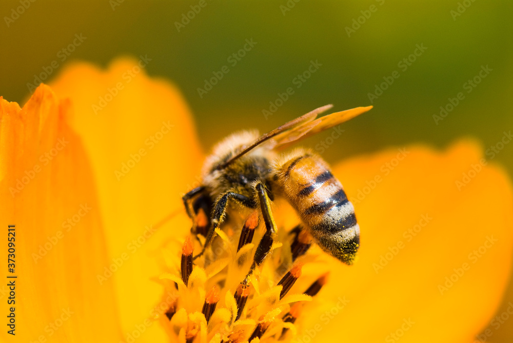 Close-up of cosmos flowers with the bee in the outdoor garden. Close-up of cosmos flowers with the bee in the outdoor garden.