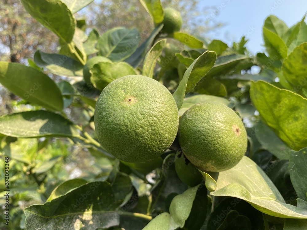 Fresh lime tree in nature garden Fresh lime tree in nature garden